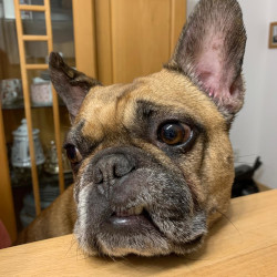 Der Kopf einer französischen Bulldogge liegt auf einer Tischkante und schaut versonnen am Betrachter vorbei. Im Hintergrund eine Vitrine mit Porzellan.